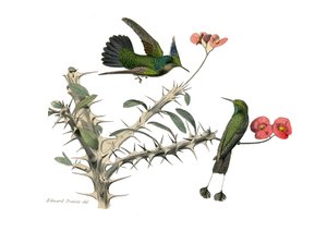 Quadro de história natural: Quadro zoológico representando passeriformes conirostróficos (bico cônico). O pássaro voador e o pássaro voador com ferradura de neve. Placa extraída dos nove volumes sobre aves em "Obras completas de Buffon", escrito pelo natur de Edouard Travies