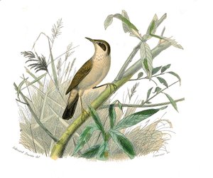 Quadro de história natural: Quadro zoológico representando passeriformes conirostróficos (bico cônico). A ruiva. Placa retirada dos nove volumes sobre aves em "Obras completas de Buffon" escrito pelo naturalista Georges Louis Leclerc, Conde de Buffon (1707 de Edouard Travies