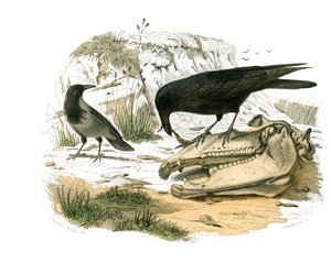 Quadro de história natural: Quadro zoológico representando passeriformes conirostróficos (bico cônico). O corvo. Placa retirada dos nove volumes sobre aves em "Obras completas de Buffon" escrito pelo naturalista Georges Louis Leclerc, Conde de Buffon (1707 de Edouard Travies