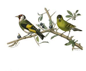 Quadro de história natural: quadro zoológico que representa passeriformes conirostros de Edouard Travies