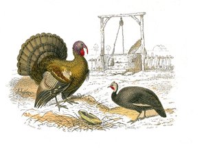 Quadro de história natural: quadro zoológico representando galináceos: galo de peru de Edouard Travies