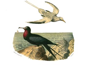 Quadro de história natural: quadro zoológico representando totipalms de Edouard Travies