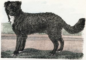 Terra Nova, Terra Nova - "Alfabeto ilustra animais" século XIX (gravura) de Edouard Travies