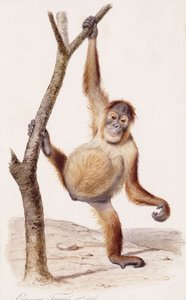 Orangotango, 1836 de Edouard Travies