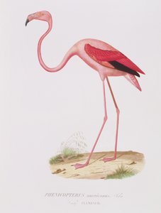 Phenicopterus americanus (Flamenco) (sic) gravada por Fournier, pub. de Bougeard de Edouard Travies