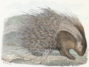 Epopéia de porco (porco-epic) - "Alfabeto ilustra animais" século XIX (gravura)