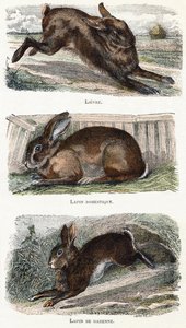 Coelho- " Alfabeto ilustra animais" século XIX (gravura) de Edouard Travies