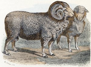 Ovelhas- " Alfabeto ilustra animais" século XIX (gravura)