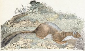 Snoopy- " Alfabeto ilustra animais" século XIX (gravura) de Edouard Travies