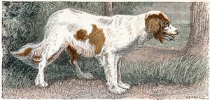 Spagneul (cão)- " Alfabeto ilustra animais" século XIX (gravura) de Edouard Travies