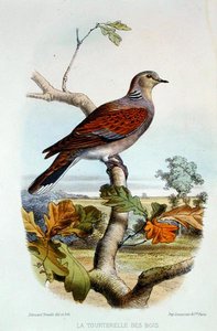 A Pomba Tartaruga (cor litho) de Edouard Travies