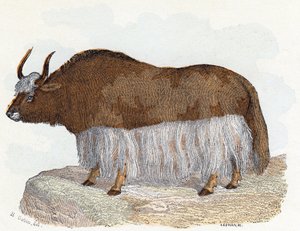 Yack (iaque) - " Alfabeto ilustra animais" século XIX (gravura)