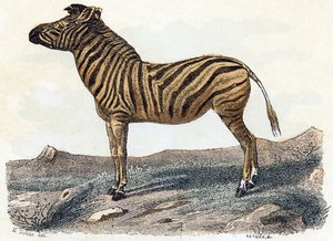 Zebra - " Alfabeto ilustra animais" século XIX (gravura) de Edouard Travies