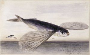 Estudos de peixes (peixe-voador) de Eduard Hildebrandt
