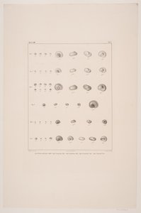 coleção de conchas de Christian VIII, placa I