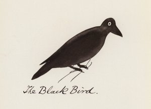 Edward Lear, The Bird Book: O pássaro preto (cor litho)