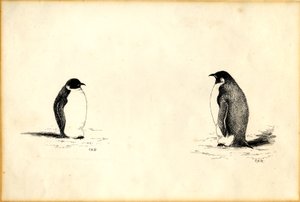 Pinguins imperadores