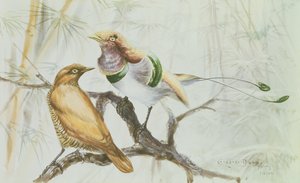 King Bird of Paradise, 1909 (wc no papel) de Edward Adrian Wilson