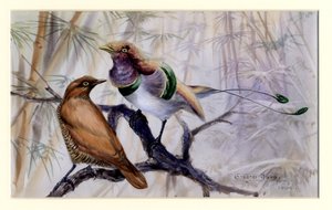 King bird of paradise, 1909 (wc no papel) de Edward Adrian Wilson