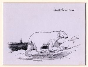 Urso Polar, c.1905 (tinta no papel)