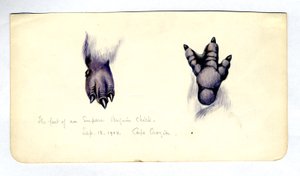 Dois estudos do pé de um filhote de pingüim imperador, 1901-04 (wc no papel) de Edward Adrian Wilson
