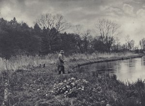 Os primeiros ranúnculos da primavera (fotografia a preto e branco) de Edward Alfred Barton