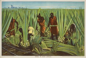 Sisal na África Oriental, da série "O comércio do império está a crescer