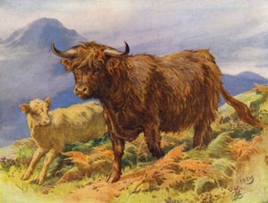 Vaca e bezerro das terras altas (lito colorido)