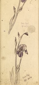 Íris, 1869 de Edward Burne Jones