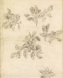 Estudo de maçãs, possivelmente para o fundo de "Arthur in Avalon", número 2 de Edward Burne Jones