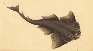 Angelshark, Squatina squatina. Criticamente em perigo. (Tubarão anjo, Squallus squatinus). Placa de cobre colorida à mão desenhada e gravada por Edward Donovan a partir de sua História Natural dos Peixes Britânicos, Donovan e F.C. e J. Rivington, Londres.