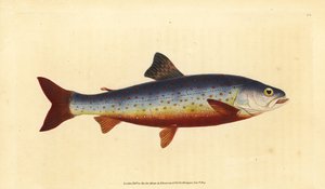 Salvelino ártico, Salvelinus alpinus alpinus (Salvelino salvelino, Salmo salvelinus). Placa de cobre colorida à mão, desenhada e gravada por Edward Donovan a partir de sua História Natural dos Peixes Britânicos, Donovan e F.C. e J. Rivington, Londres.