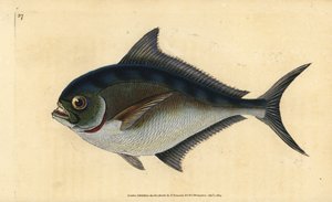 Pomfret do Atlântico, Brama brama (Ray