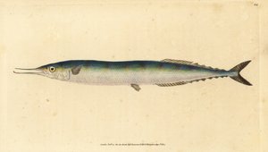 Atlantic saury, Scomberesox saurus saurus (Skipper lúcio, Esox saurus). Placa de cobre colorida à mão desenhada e gravada por Edward Donovan a partir de sua História Natural dos Peixes Britânicos, Donovan e F.C. e J. Rivington, Londres