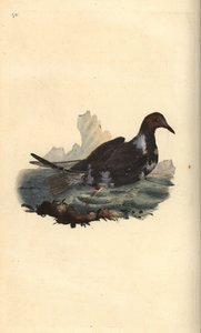 Gaivota de cabeça negra, Chroicocephalus ridibundus, em plumagem de verão com cabeça castanha. Placa de cobre colorida à mão, desenhada e gravada por Edward Donovan a partir de sua própria "Natural History of British Birds", Londres. de Edward Donovan
