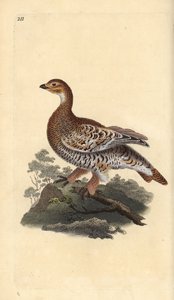 Black grouse ou blackgame, Tetrao tetrix. Placa de cobre colorida à mão desenhada e gravada por Edward Donovan a partir de sua própria "Natural History of British Birds", Londres. de Edward Donovan