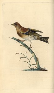 Brambling, Fringilla montifringilla. Placa de cobre colorida à mão desenhada e gravada por Edward Donovan a partir de sua própria "Natural History of British Birds", Londres. de Edward Donovan