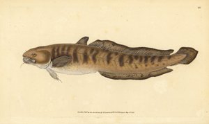 Burbot, Lota lota (Gadus lota). Placa de cobre colorida à mão desenhada e gravada por Edward Donovan a partir de sua História Natural dos Peixes Britânicos, Donovan e F.C. e J. Rivington, Londres. de Edward Donovan