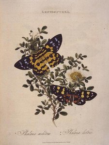 Borboletas: Phalaena Militaris, Phalaena Lectrix, pub. pela artista de Edward Donovan