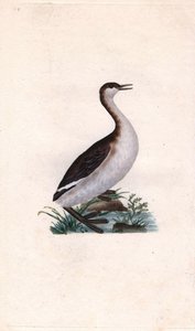 Castagny grebe. Tachybaptus ruficollis (Podiceps nigricans). Gravura em cobre de Edward Donovan (1768-1837), publicada na Histoire naturelle des oiseaux britanniques, Londres. de Edward Donovan