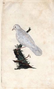 Chenes Jay. Garrulus glandarius. Gravura em cobre de Edward Donovan (1768-1837), publicada na Histoire naturelle des oiseaux britanniques, Londres. de Edward Donovan