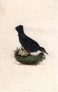 Cincle Diver. Cinclus cinclus (Sturnus cinclus). Gravura em cobre de Edward Donovan (1768-1837), publicada na Histoire naturelle des oiseaux britanniques, Londres. de Edward Donovan