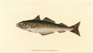 Escamudo ou escamudo, Pollachius virens (Gadus carbonarius). Placa de cobre colorida à mão, desenhada e gravada por Edward Donovan a partir de sua História Natural dos Peixes Britânicos, Donovan e F.C. e J. Rivington, Londres. de Edward Donovan