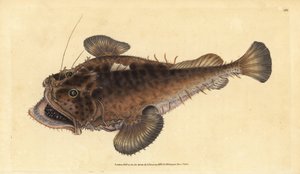 Peixe pescador comum, Lophius piscatorius. Placa de cobre colorida à mão desenhada e gravada por Edward Donovan a partir de sua História Natural dos Peixes Britânicos, Donovan e F.C. e J. Rivington, Londres.