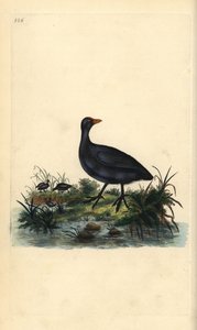Galeirão comum, Fulica atra. Placa de cobre colorida à mão, desenhada e gravada por Edward Donovan a partir de sua própria "Natural History of British Birds", Londres de Edward Donovan
