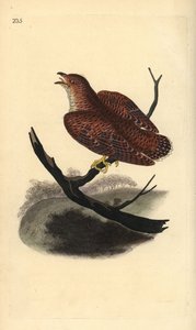 Cuco comum (juvenil), Cuculus canorus. Placa de cobre colorida à mão, desenhada e gravada por Edward Donovan a partir de sua própria "Natural History of British Birds", Londres. de Edward Donovan