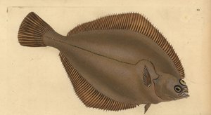 Limanda limanda comum (Pleuronectes limanda). Placa de cobre colorida à mão desenhada e gravada por Edward Donovan a partir de sua História Natural dos Peixes Britânicos, Donovan e F.C. e J. Rivington, Londres. de Edward Donovan