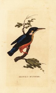 Guarda-rios comum, Alcedo atthis de Edward Donovan