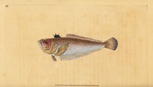 Trachinus draco, comum ou maior, Trachinus draco. Placa de cobre colorida à mão, desenhada e gravada por Edward Donovan a partir de sua História Natural dos Peixes Britânicos, Donovan e F.C. e J. Rivington, Londres. de Edward Donovan