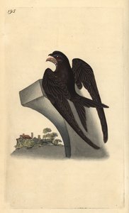Apus apus rápido comum. Placa de cobre colorida à mão, desenhada e gravada por Edward Donovan a partir de sua própria "Natural History of British Birds", Londres. de Edward Donovan